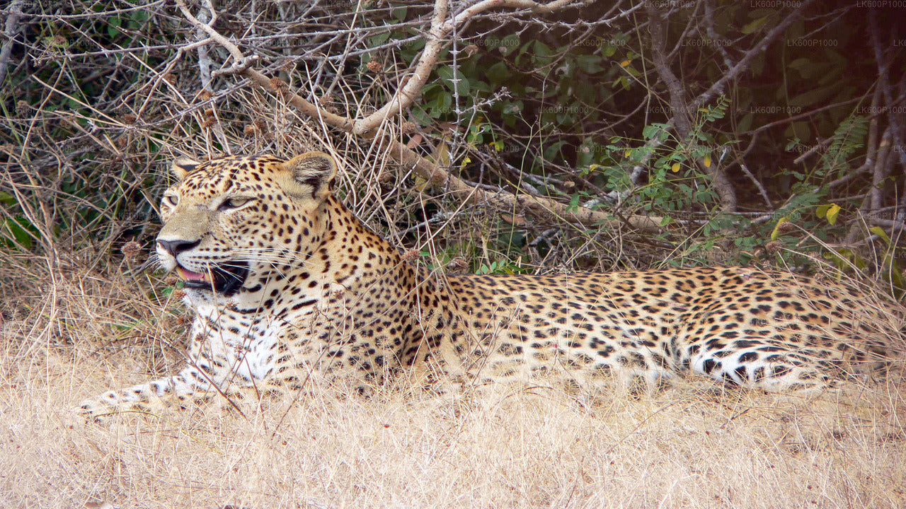 Galle'den Yala Milli Parkı Safari