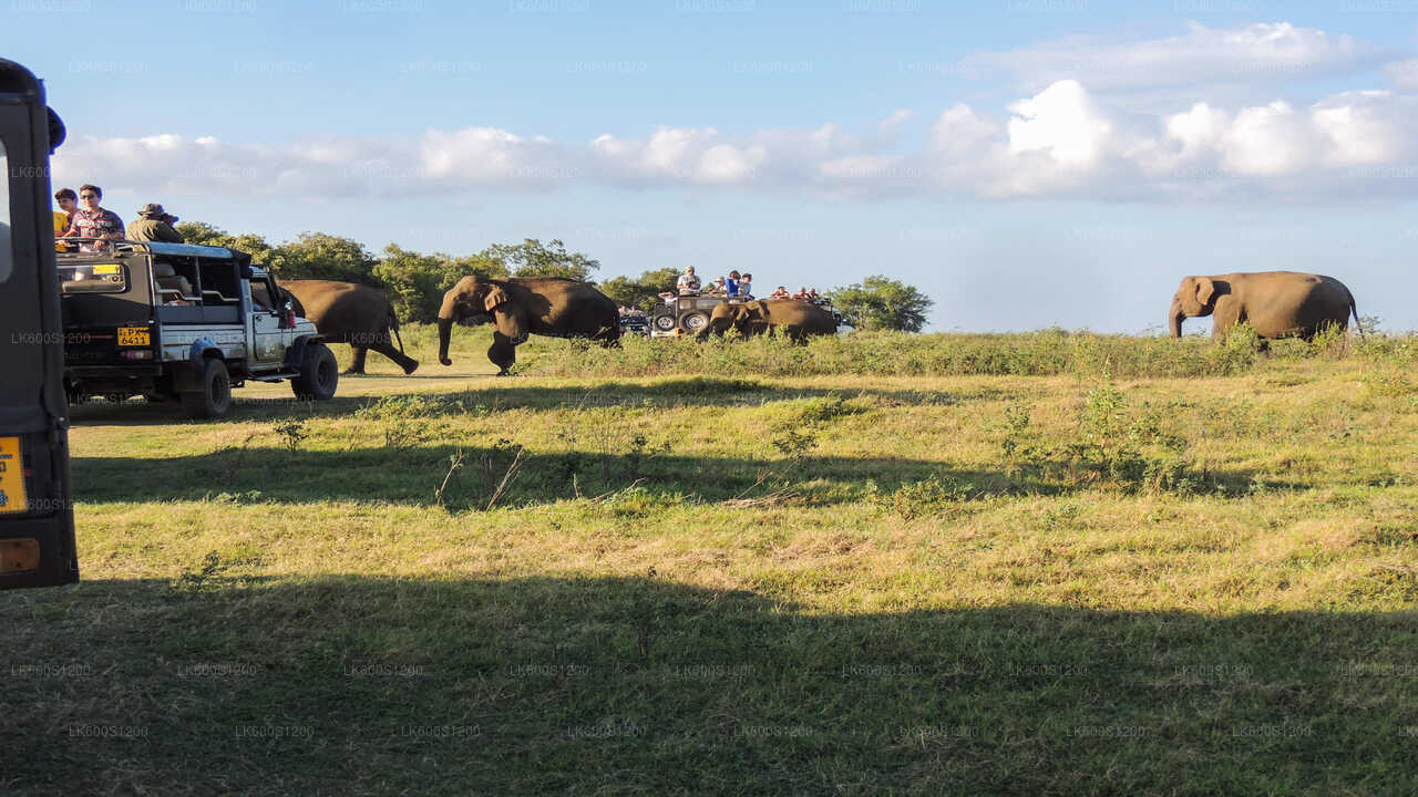 Habarana'dan Sigiriya Rock ve Vahşi Fil Safari