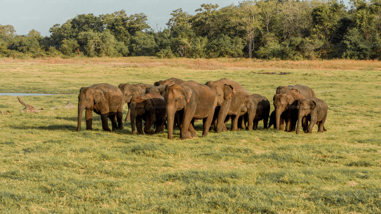 Habarana'dan Polonnaruwa Antik Krallık ve Vahşi Fil Safari