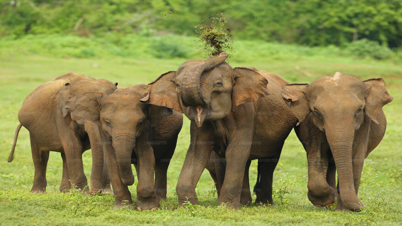 Hikkaduwa'dan Udawalawe Milli Parkı Safari