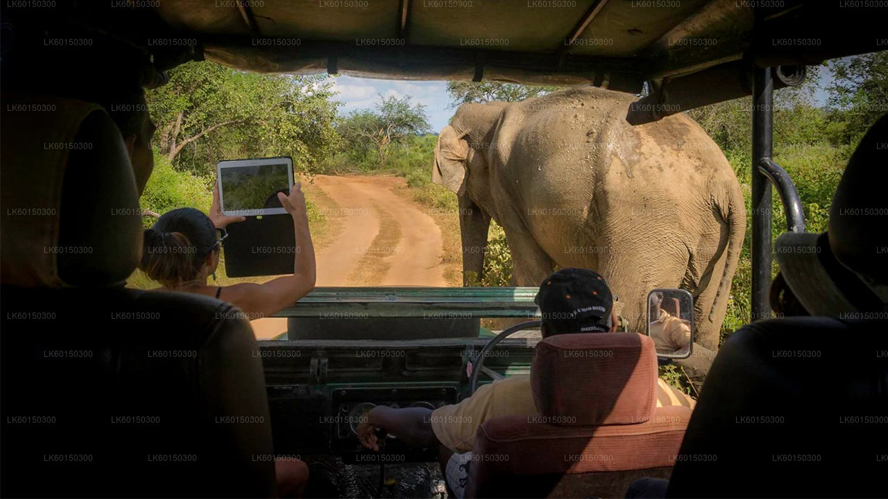 Tangalle'den Yala Milli Parkı Safari