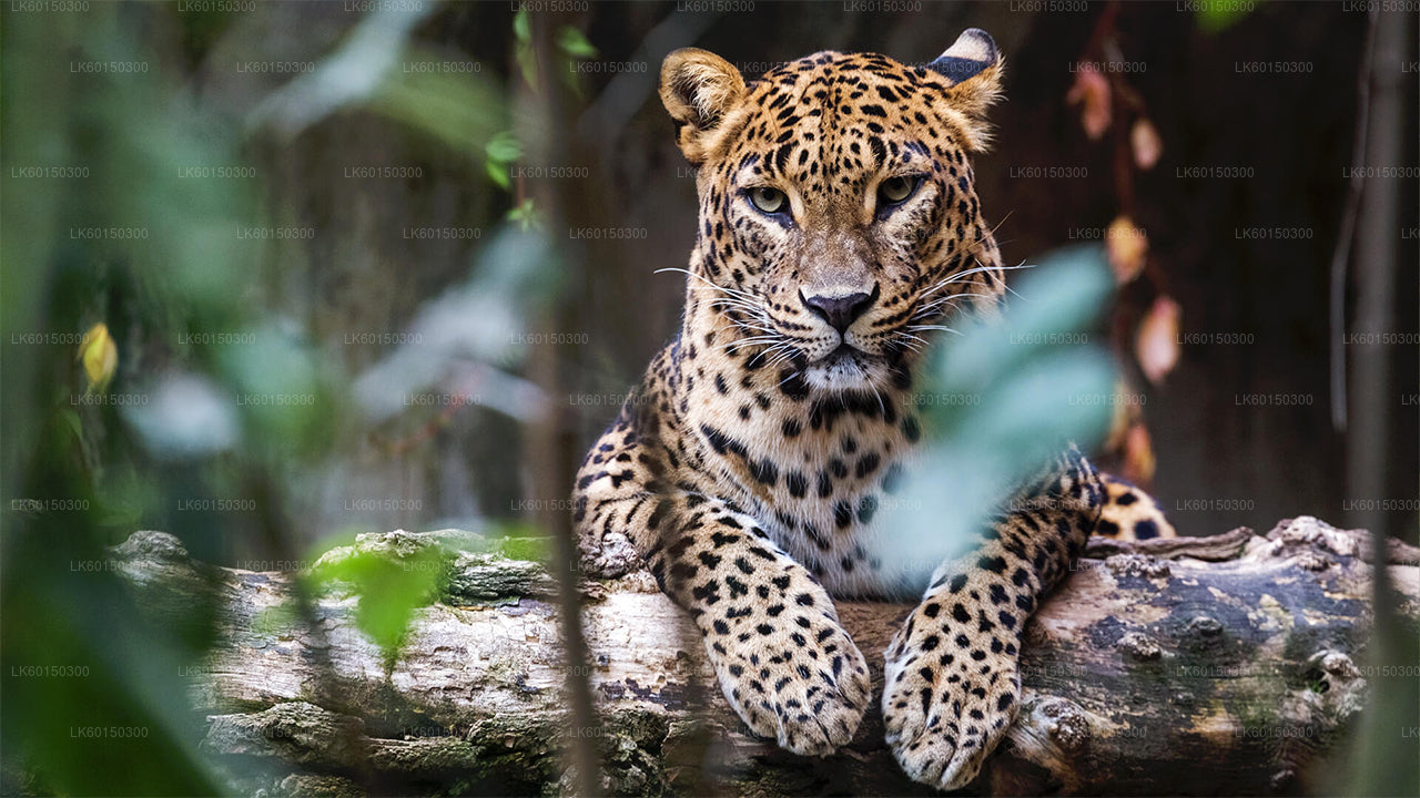 Tangalle'den Yala Milli Parkı Safari
