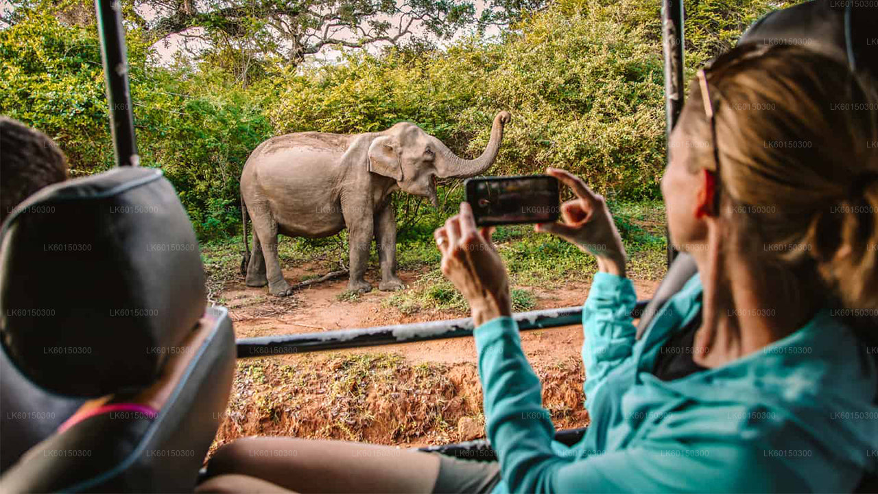 Tangalle'den Yala Milli Parkı Safari