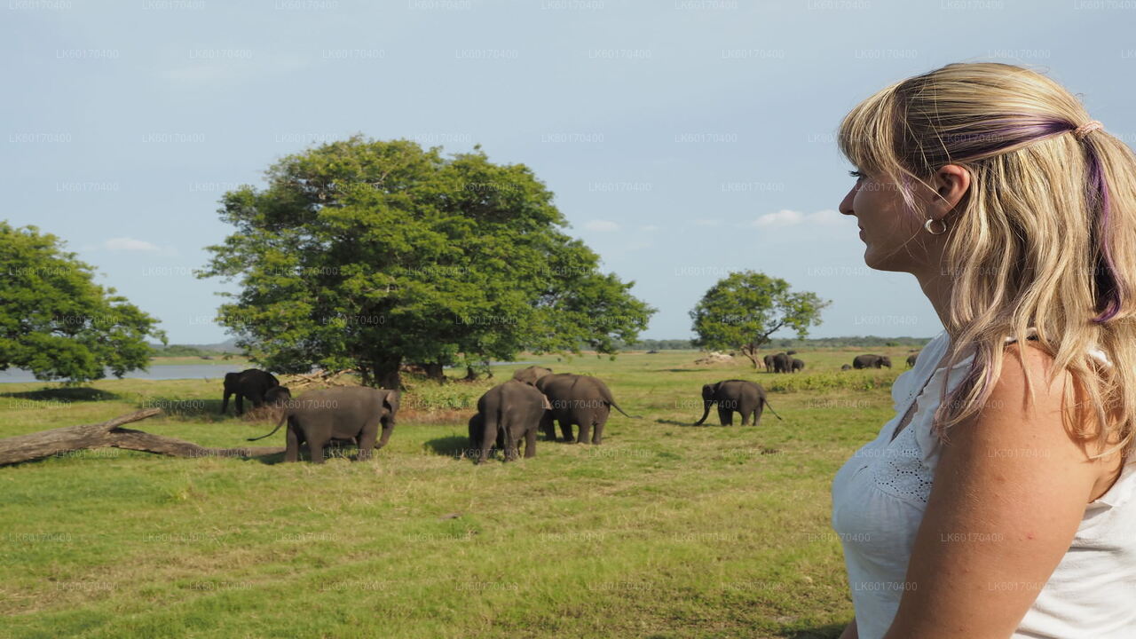 Kandy Sigiriya Kaya ve Vahşi Fil Safari