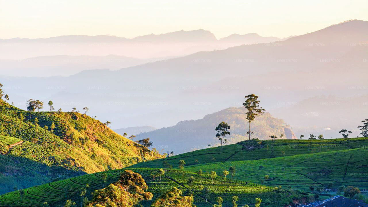 Kandy'den Central Highlands Peak Point