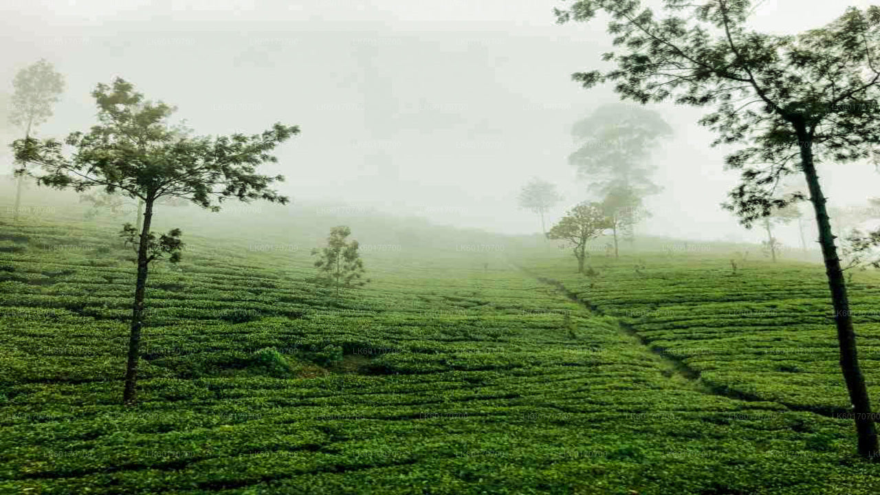 Kandy'den Central Highlands Peak Point