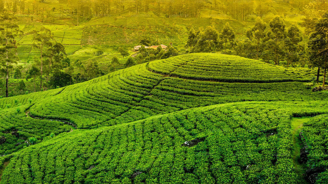 Kandy'den Central Highlands Peak Point