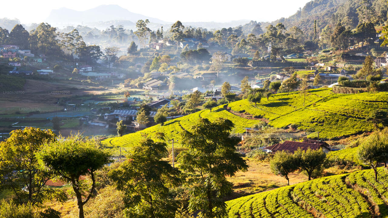 Kandy'den Central Highlands Peak Point