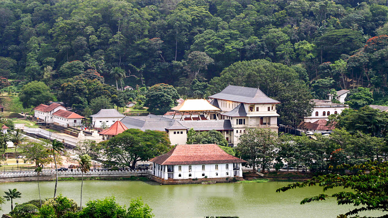 Kandy City Tour and Millennium Elephant Foundation Visit from Negombo