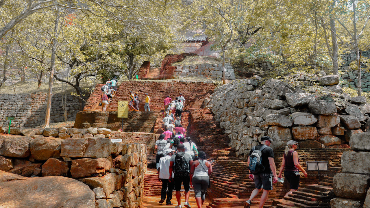 Sigiriya Rock ve Sigiriya'dan Vahşi Fil Safari