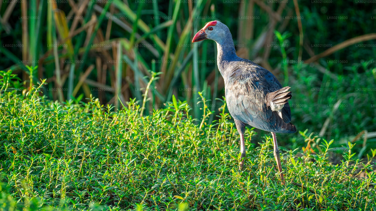 Bundala Milli Parkı Safari Tangalle