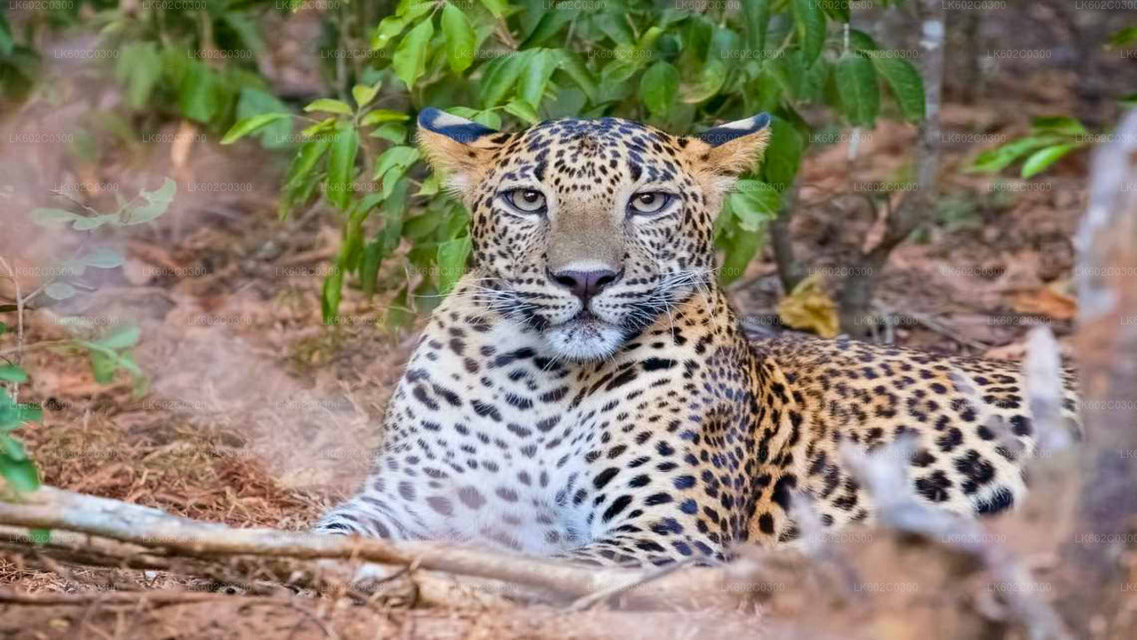 Weligama'dan Yala Milli Parkı Safari