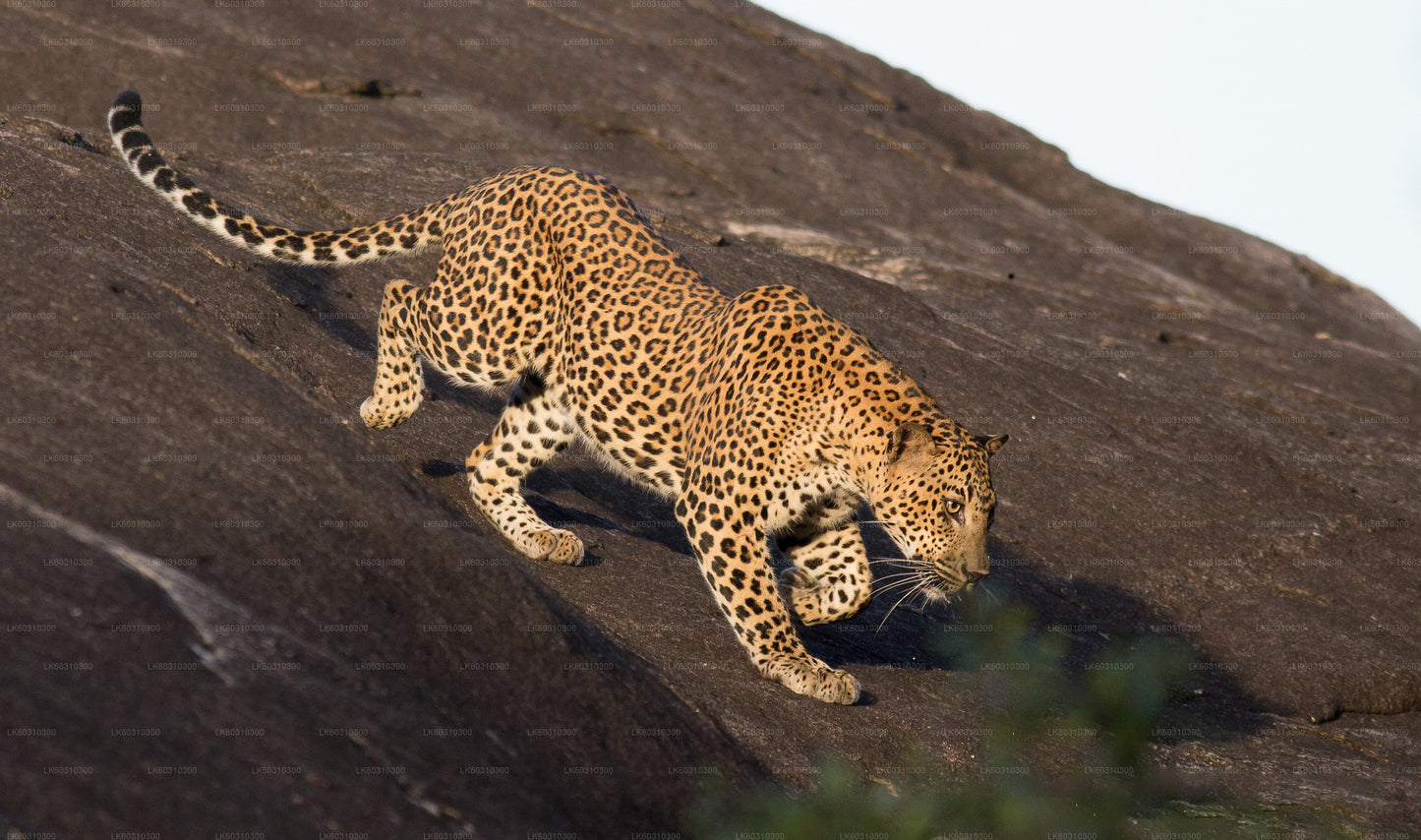 Tangalle'den Yala Milli Parkı Safari