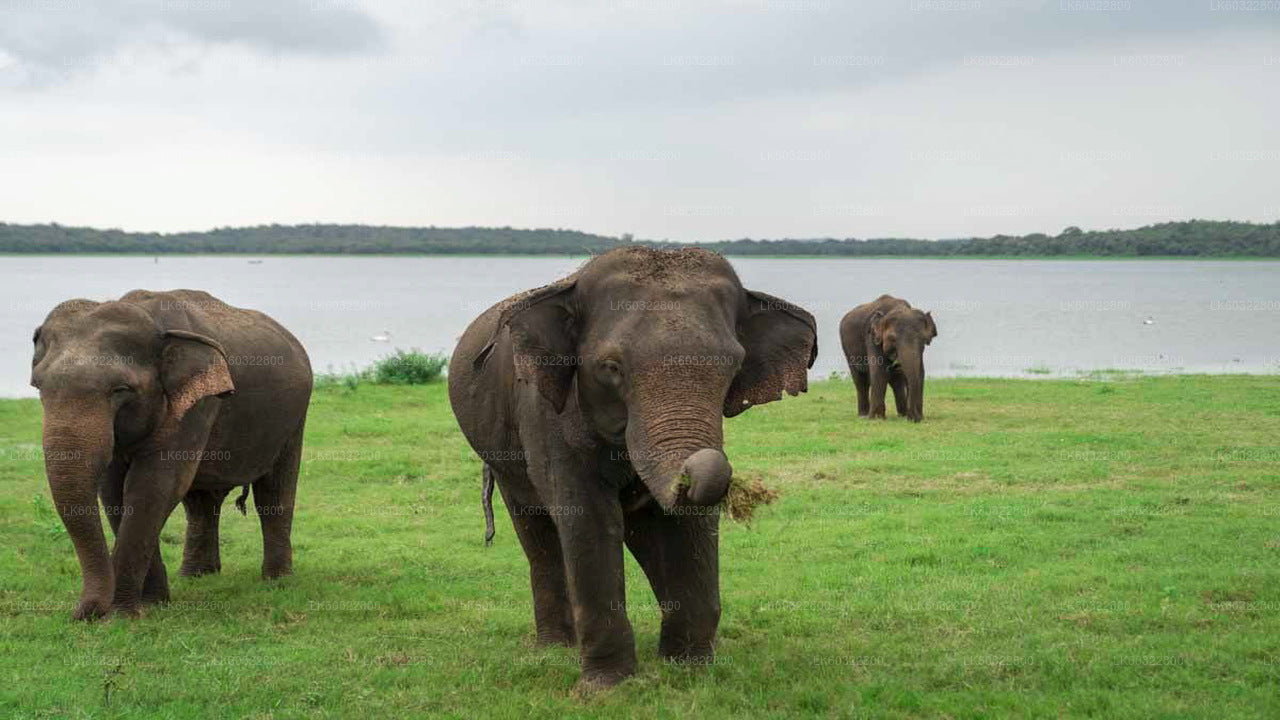 Habarana'dan Kaudulla Milli Parkı Safari