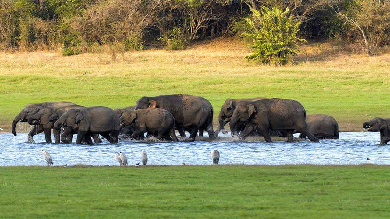 Habarana'dan Kaudulla Milli Parkı Safari