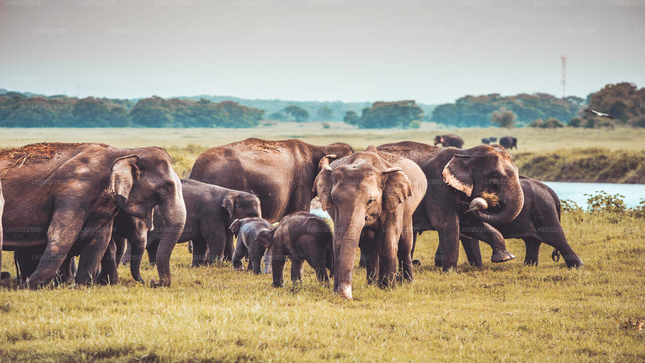 Habarana'dan Kaudulla Milli Parkı Safari