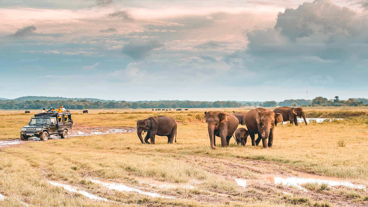 Habarana'dan Kaudulla Milli Parkı Safari