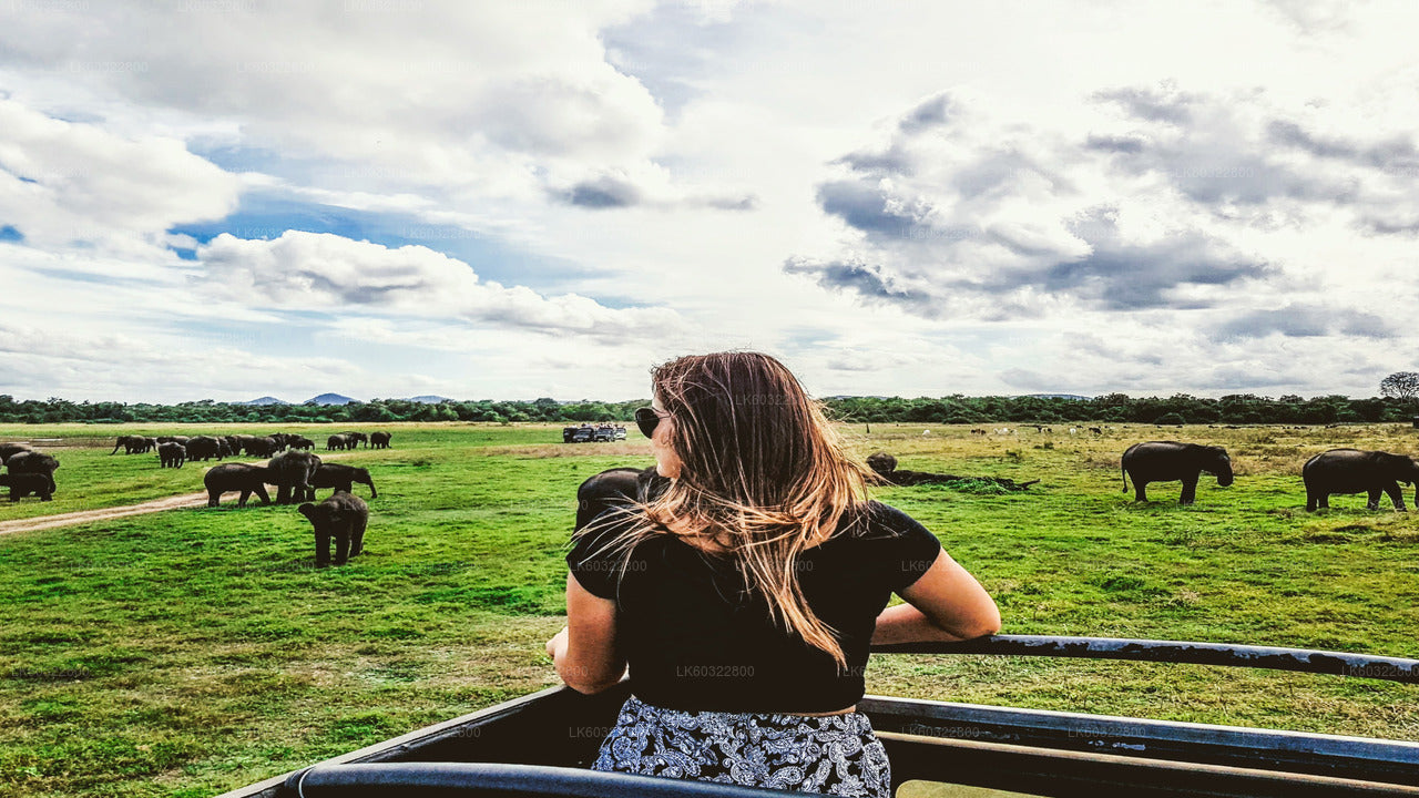Habarana'dan Kaudulla Milli Parkı Safari