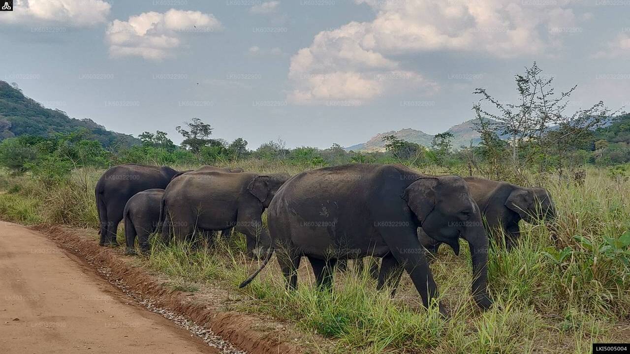Habarana'dan Hurulu Eco Park Özel Safari