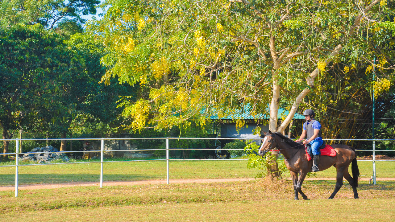 Horse Riding for Beginners from Negombo
