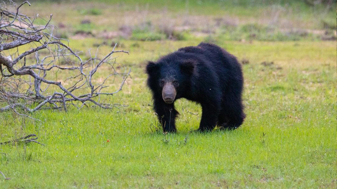 Wilpattu Milli Parkı Giriş Biletleri