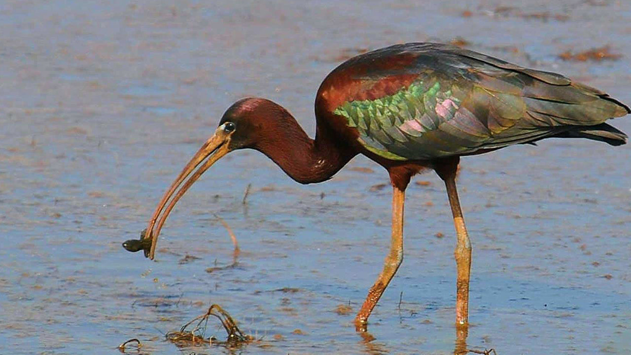 Birdwatching by Boat at Kalametiya Sanctuary from Tangalle