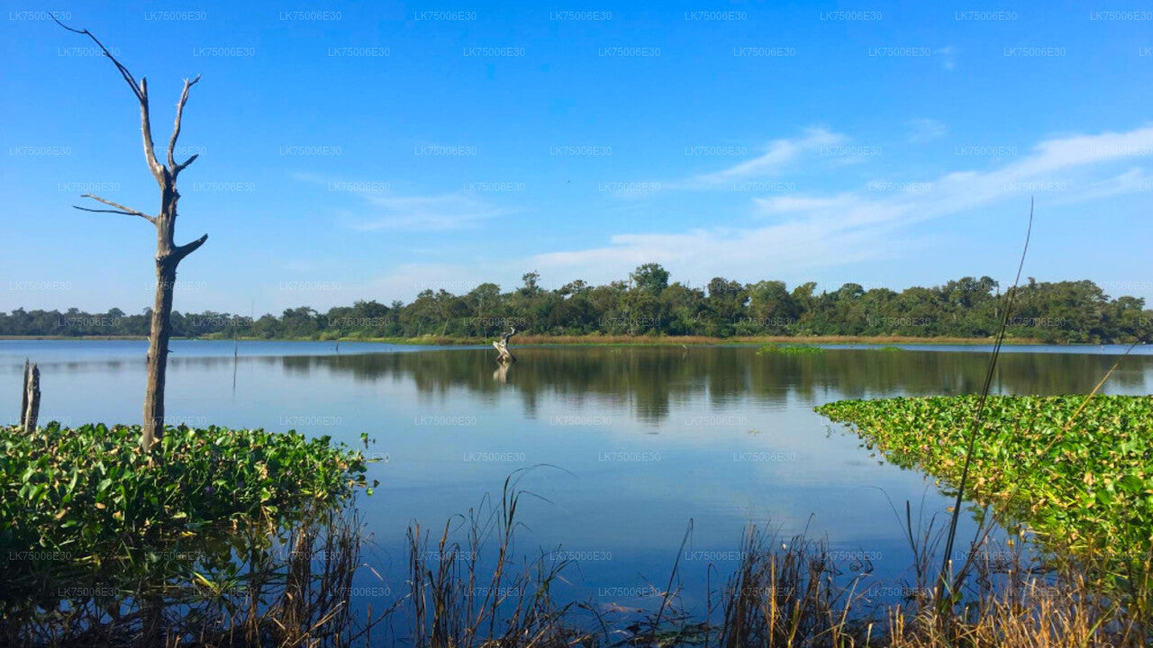 Birdwatching by Boat at Kalametiya Sanctuary from Tangalle