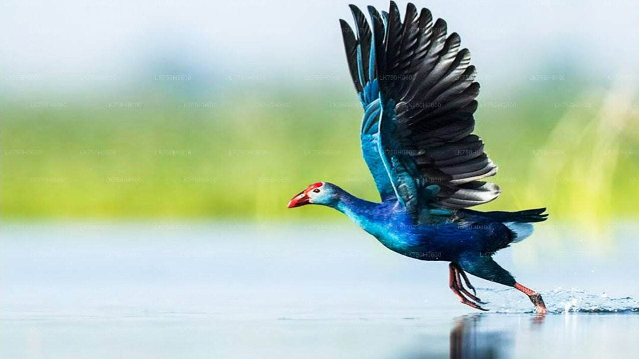 Birdwatching at Diyasaru Uyana from Colombo