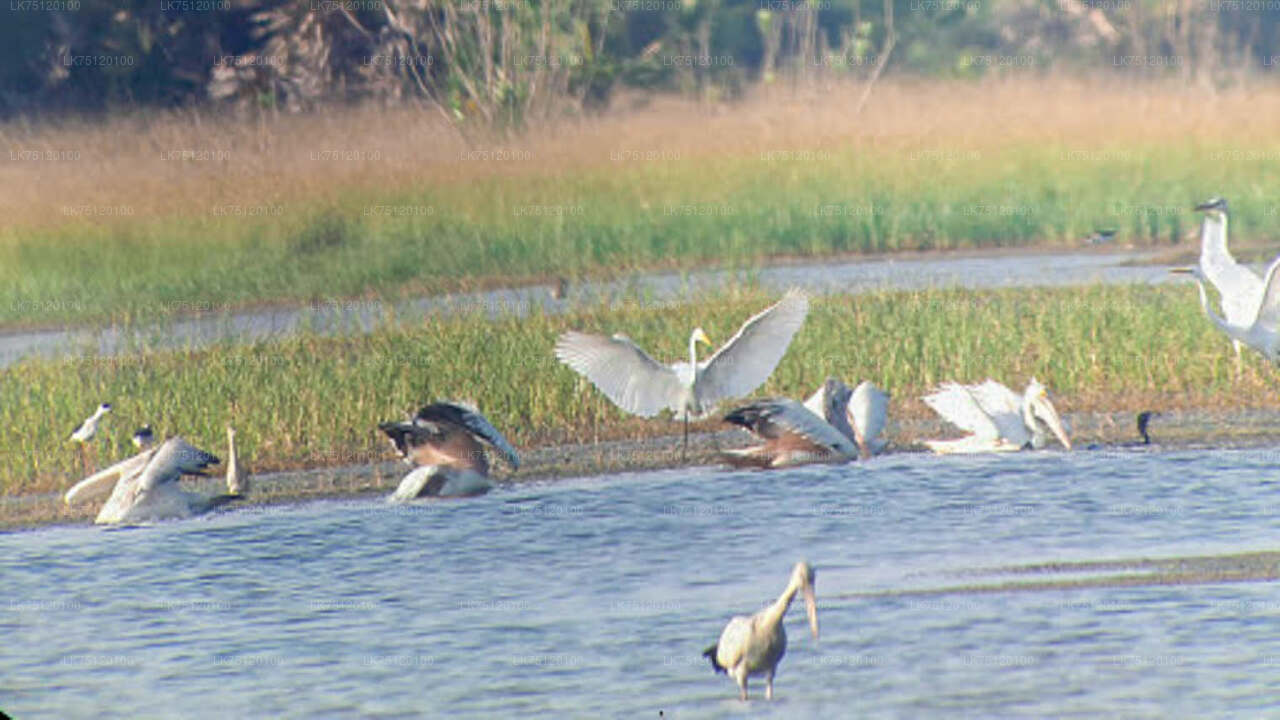 Flemingo watching from Jaffna Peninsula