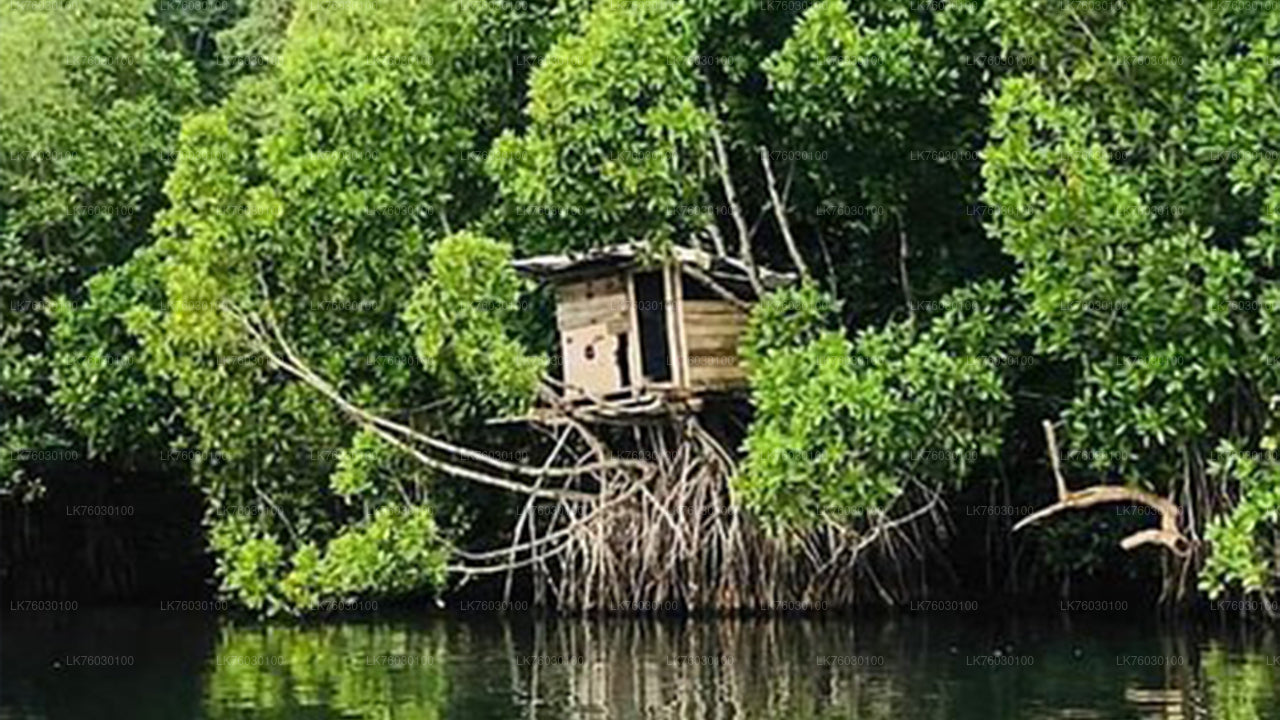 Bentota City Tour from Colombo