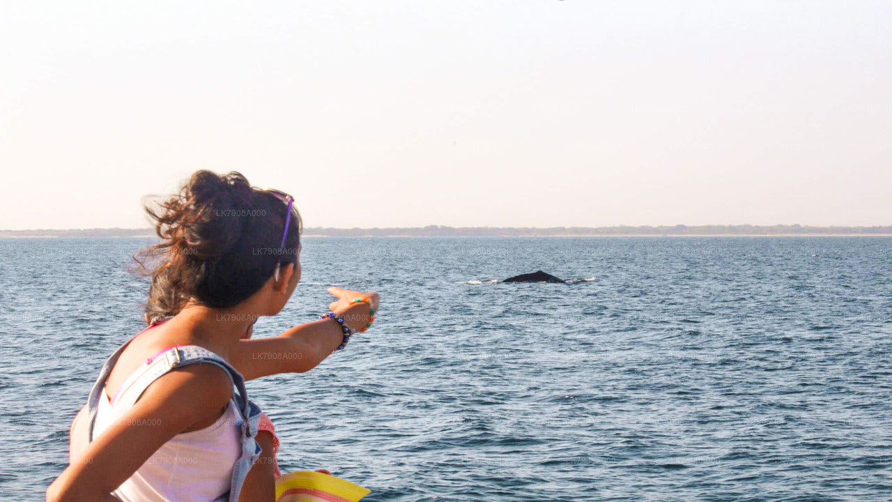 7 Hour Shared Whale Watching Cruise From Mirissa