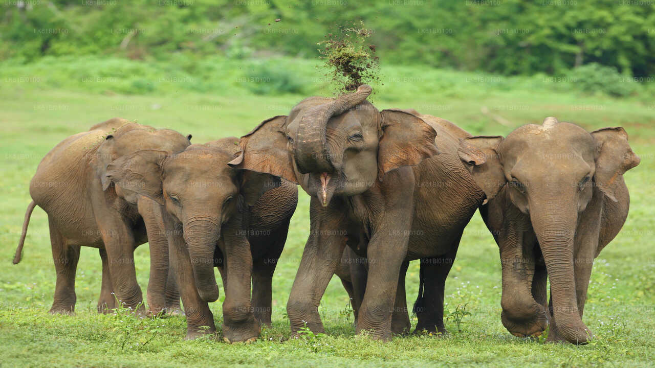 Hambantota Limanı'ndan Udawalawe Milli Parkı Safari
