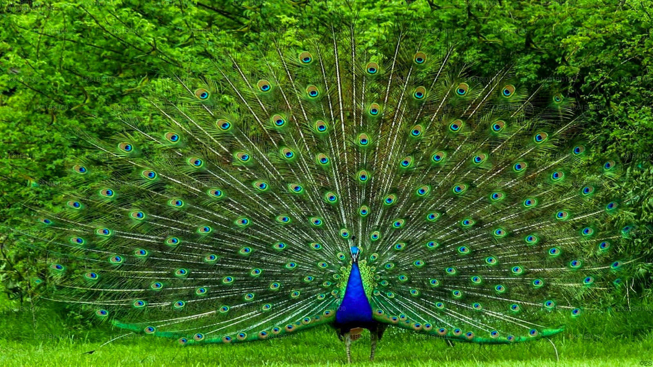 Hambantota Limanı'ndan Udawalawe Milli Parkı Safari