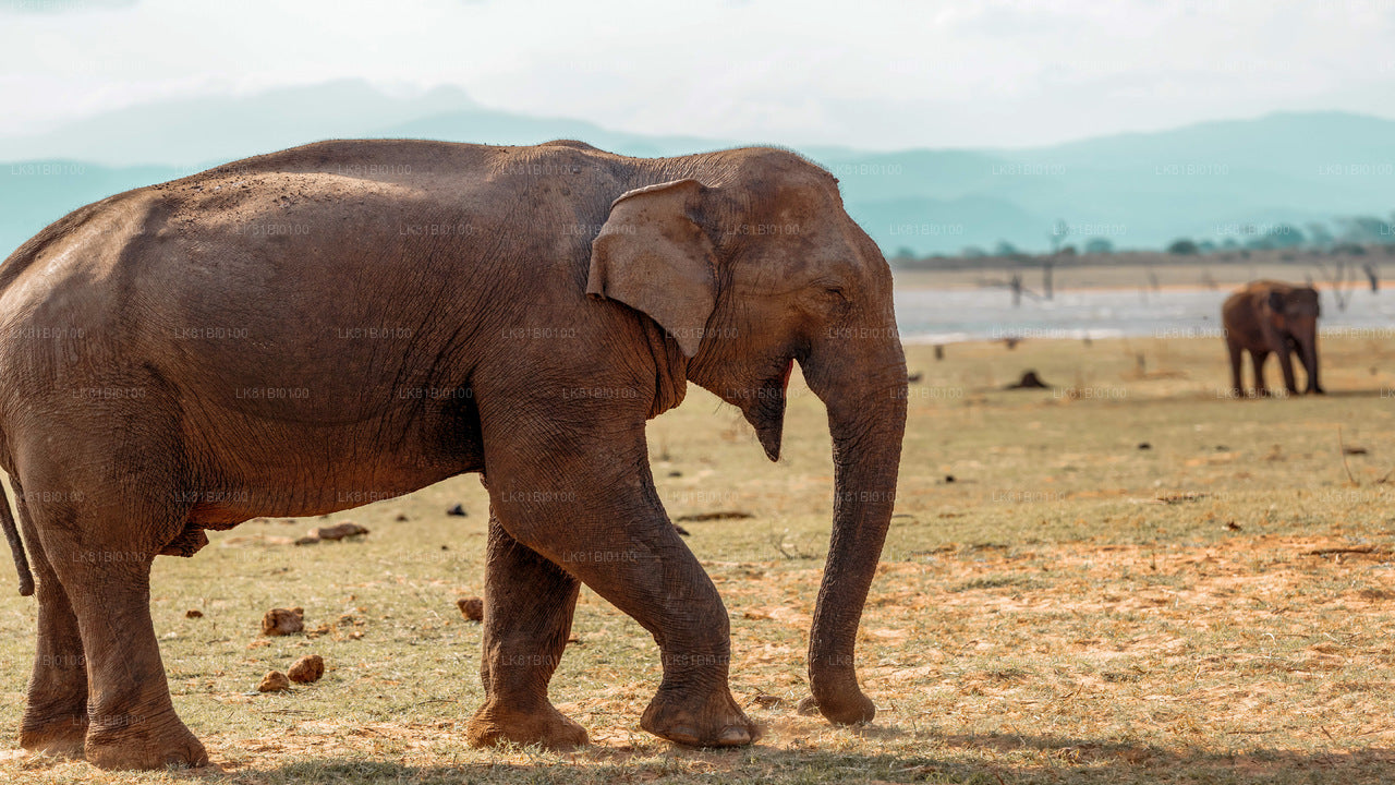 Hambantota Limanı'ndan Udawalawe Milli Parkı Safari