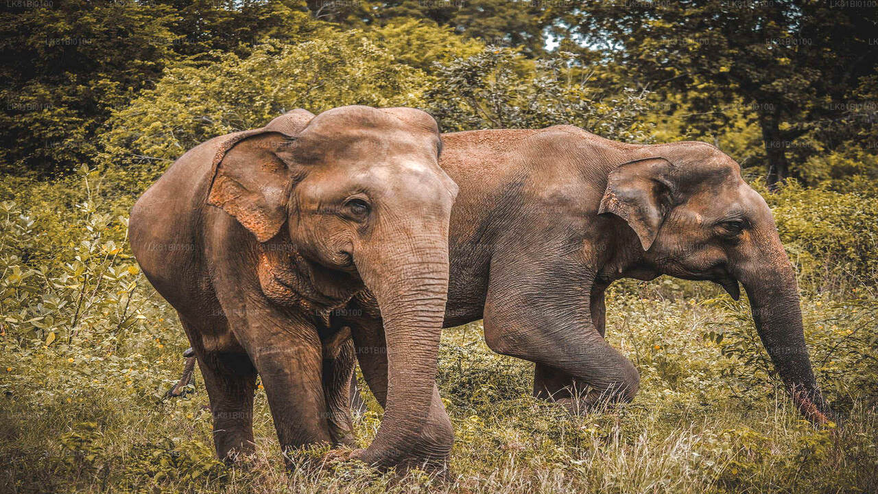 Hambantota Limanı'ndan Udawalawe Milli Parkı Safari