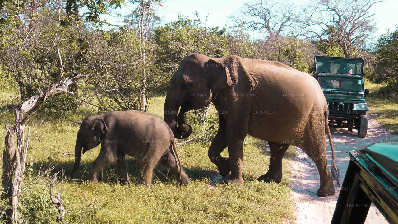 Hambantota Limanı'ndan Yala Milli Parkı Safari