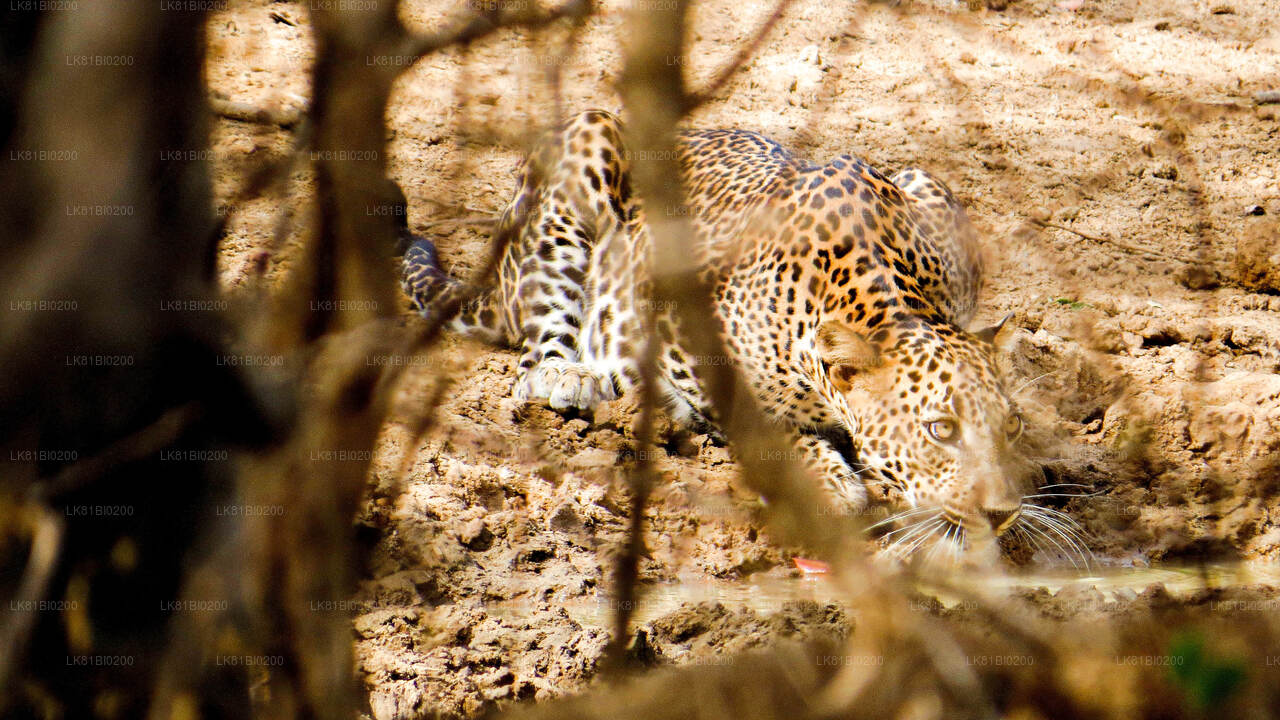Hambantota Limanı'ndan Yala Milli Parkı Safari