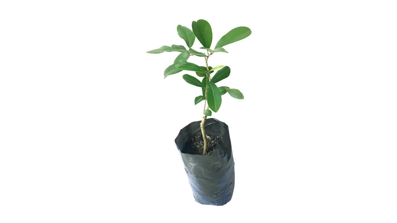 Lakpura Palu Plant