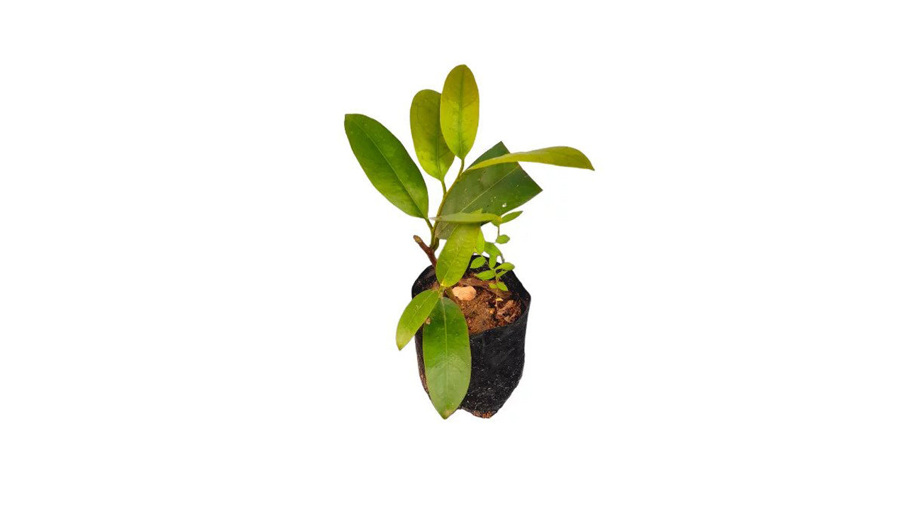 Lakpura Samadara Layered Plants
