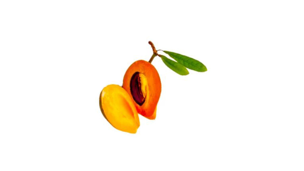 Lakpura Sapote (Lavalu) Grafted Plant