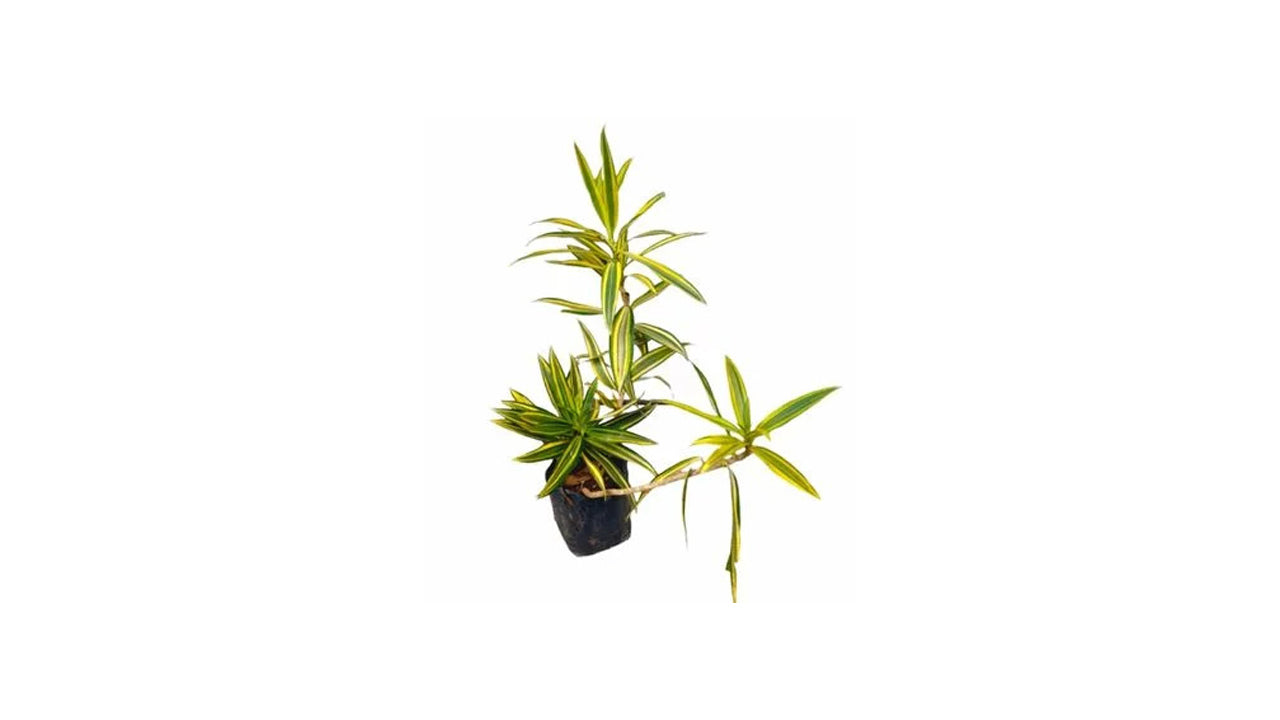 Lakpura Song of India Plant