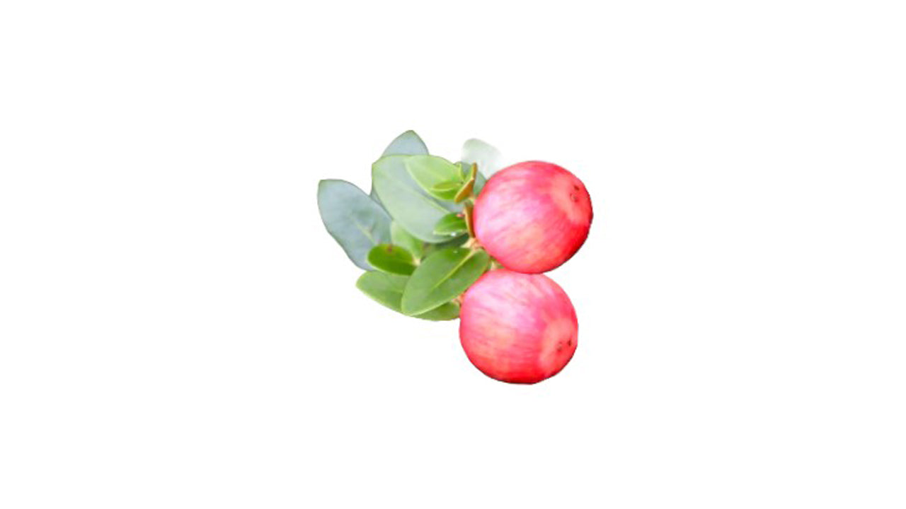 Lakpura Sweet Jamson Layered Plant