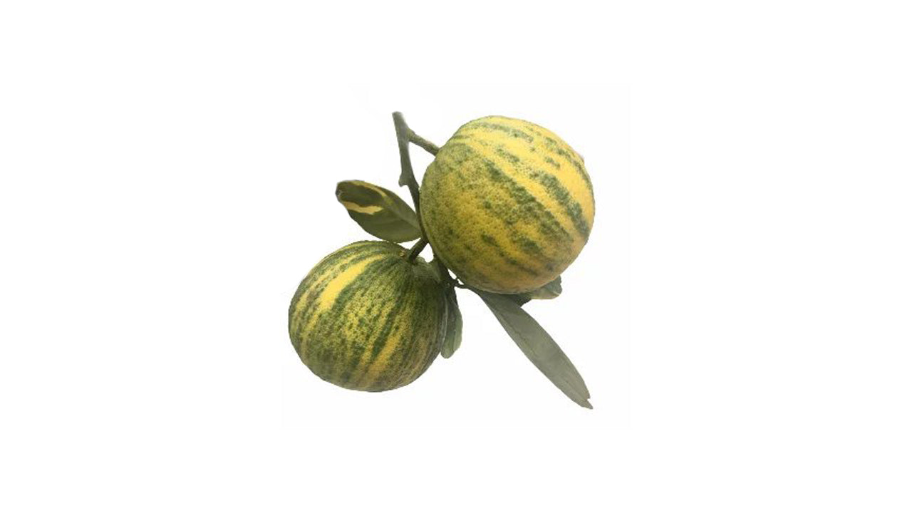 Lakpura Variegated Yellow Orange Plant
