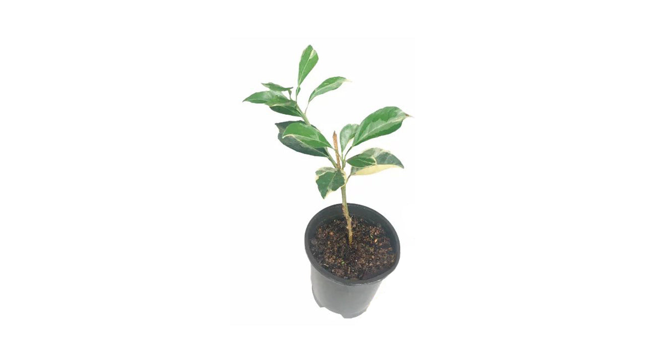 Lakpura Variegated Yellow Orange Plant