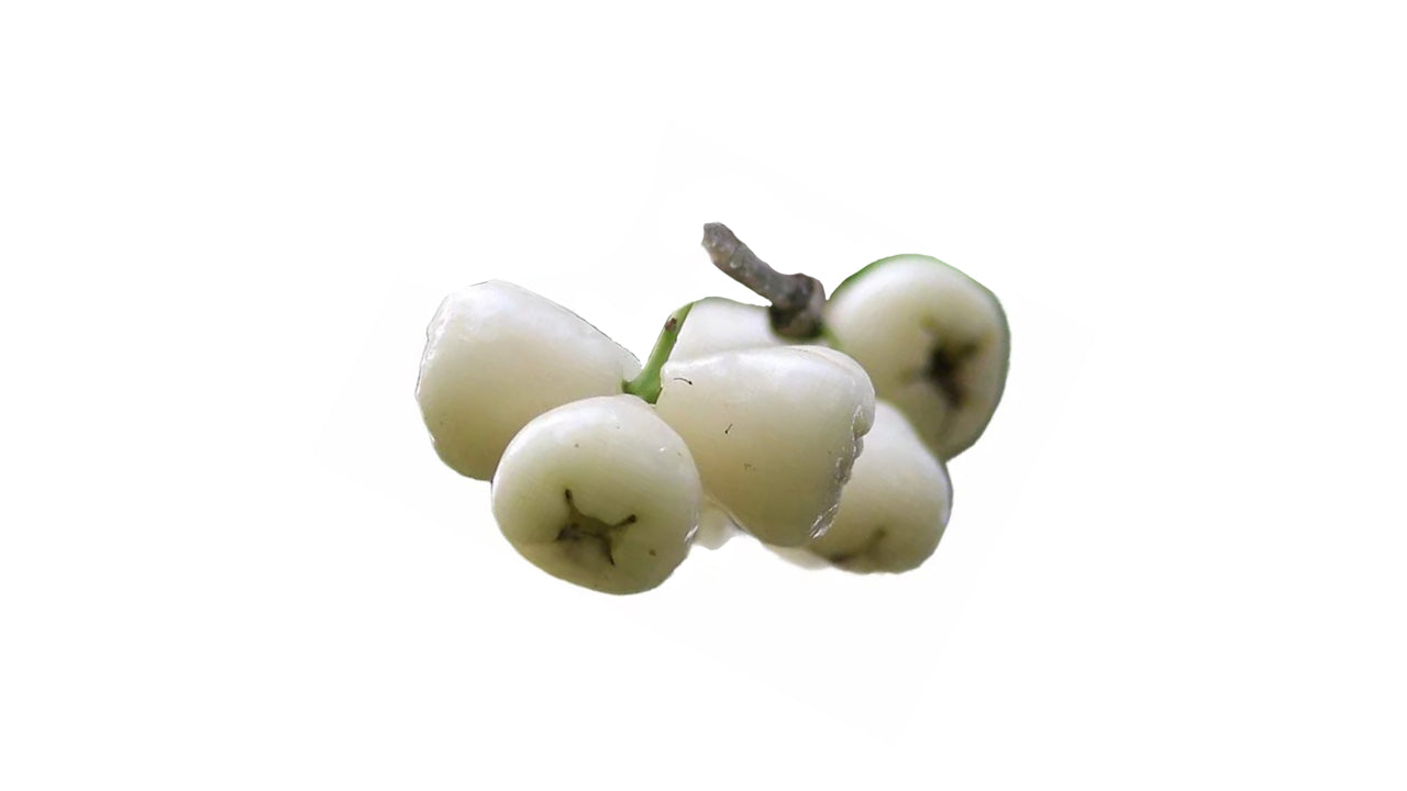 Lakpura White Rose Apple Plant