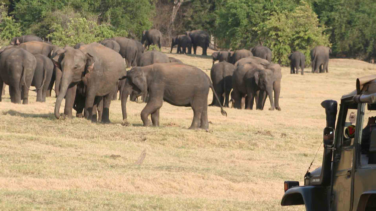 Safari from Kaudulla