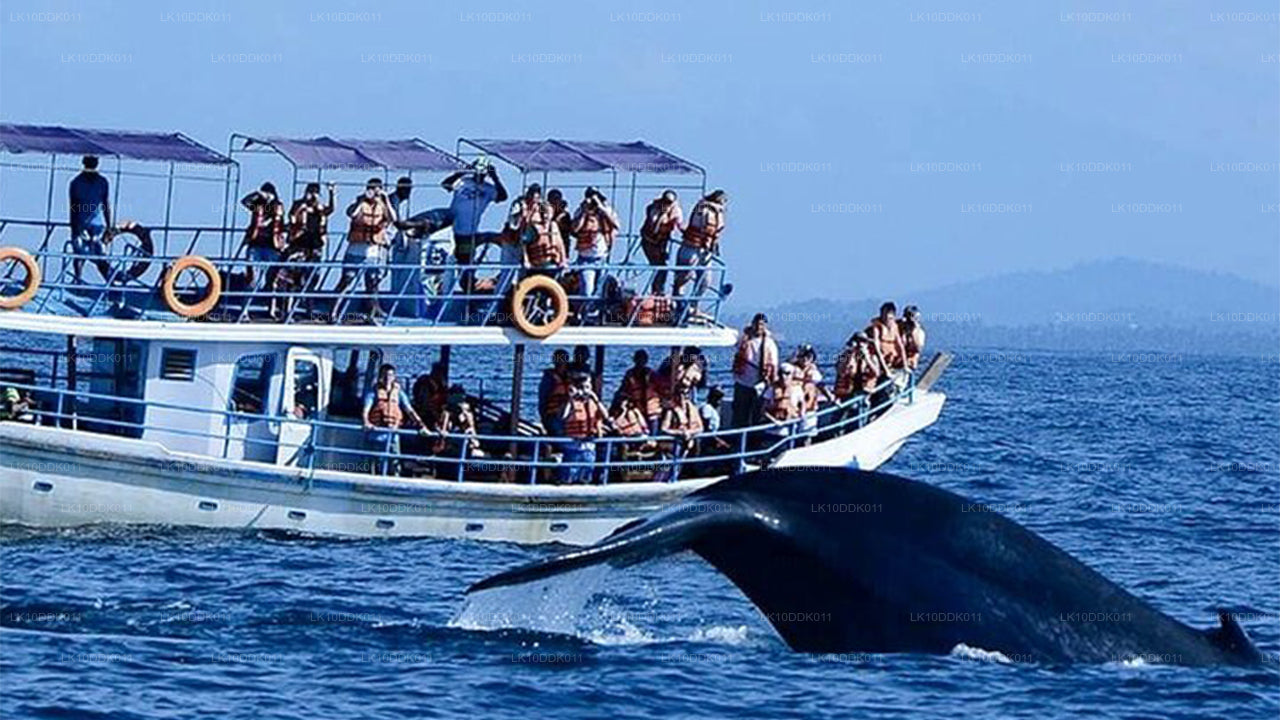 Kuşları ve Memelileri Kapsayan Yaban Hayatı Turu (14 Gün)