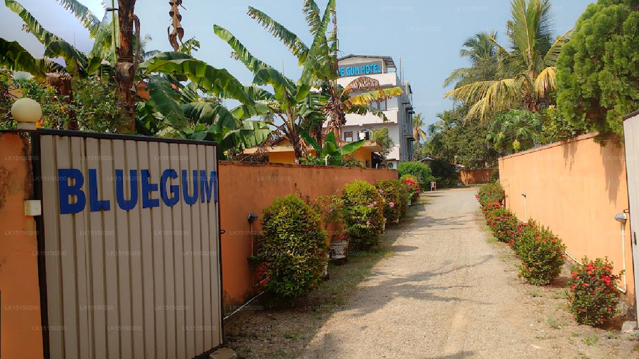 Blue Gum, Ja Ela