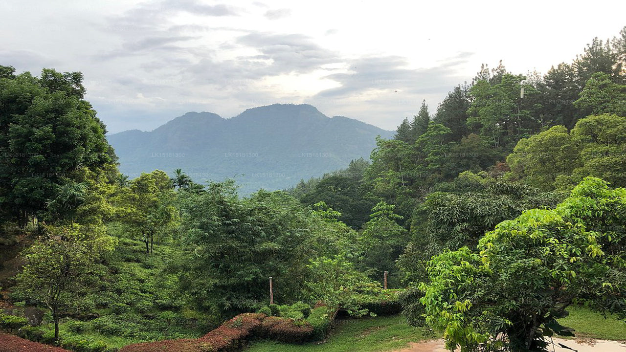 Orman Kenarı, Kitulgala