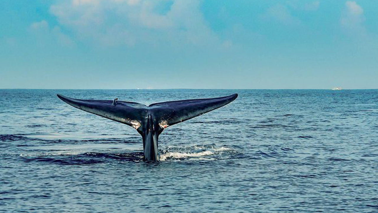 7 Hour Private Whale Watching Cruise From Mirissa